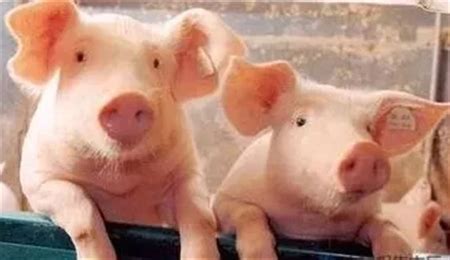 2023年第一批猪肉收储即将来临！“猪价反弹”近在咫尺？ - 猪好多网