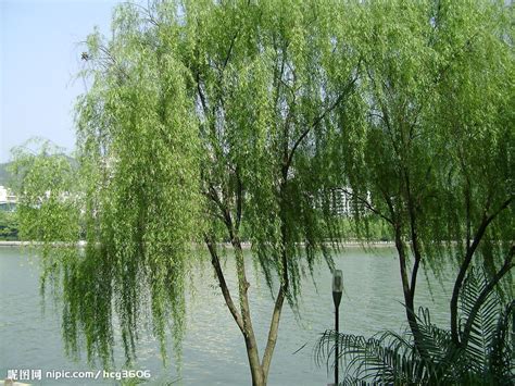 垂柳-武汉市沙湖公园官方网站