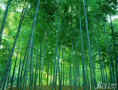 竹子生长要经历几个阶段-竹子的生长速度规律_简言经验网