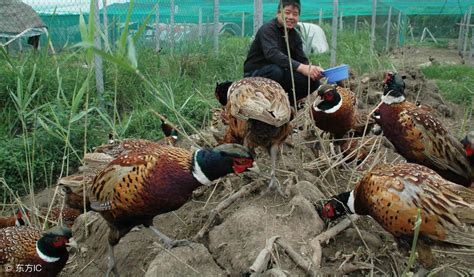 鸡和公鸡家禽在稻草上行走在家禽养高清图片下载-正版图片505931967-摄图网