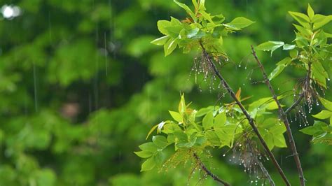 【细雨绵绵后的植物摄影图片】小区生态摄影_昀泉视界_太平洋电脑网摄影部落