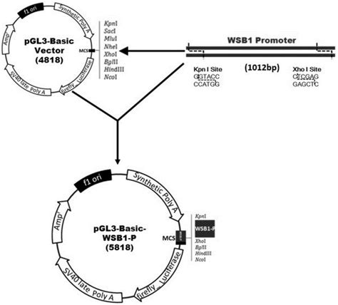 一种含WSB1基因启动子和报告基因的重组质粒及其构建方法和应用与流程