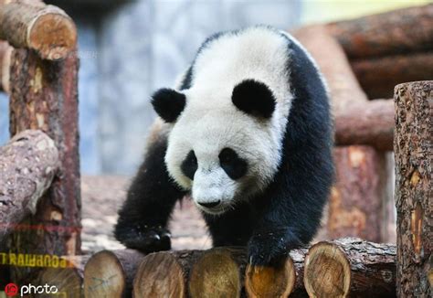旅俄大熊猫丁丁和如意获全球大熊猫奖提名-新闻中心-温州网