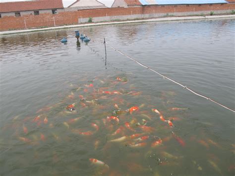 分宜：工厂化养鱼项目正式投产-江南都市网