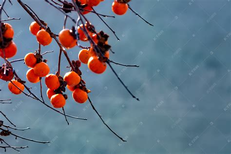柿子树摄影图高清摄影大图-千库网