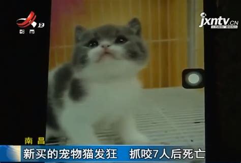 猫咪突然变得很狂躁攻击人-猫咪突然变得很狂躁攻击人什么情况动一下就大叫-酷派宠物网