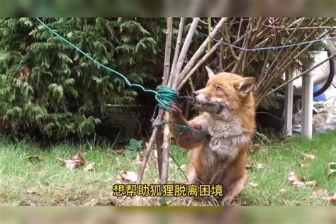 狐狸的报恩-原神社区-米游社