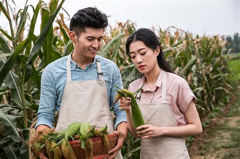 农场高兴的微笑东方夫妇采摘玉米高清图片下载-正版图片501953937-摄图网