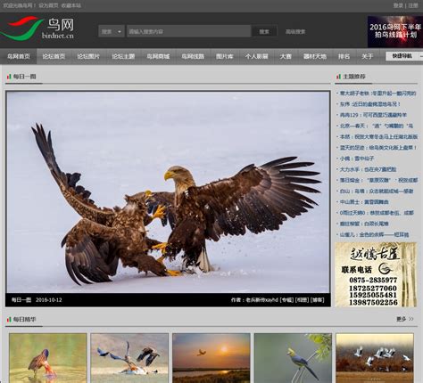 鸟网 - birdnet.cn网站数据分析报告 - 网站排行榜