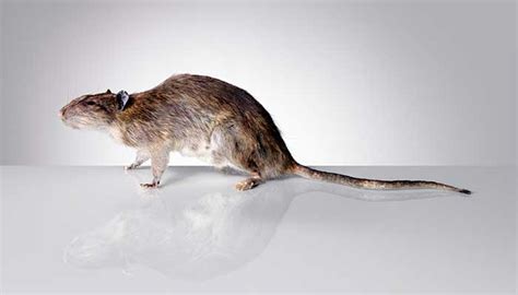 大型鼠类,鼠类品种大全及图片,中巨型老鼠_大山谷图库