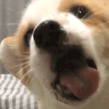 舔表情包图片
