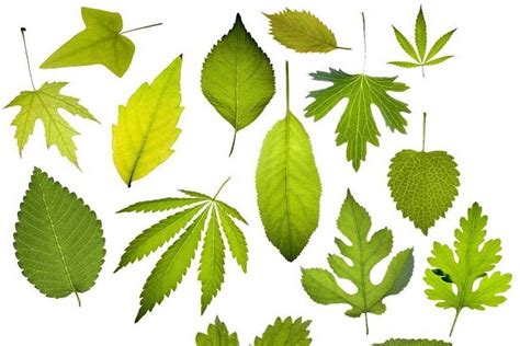 树叶的形状为什么是各种各样的，与树的种类及生长环境有关 — 品牌排行榜