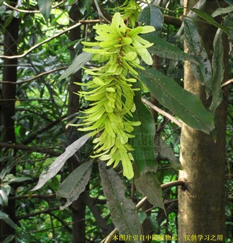 科学网—20190625——黄杞（Engelhardtia roxburghiana） - 栗茂腾的博文