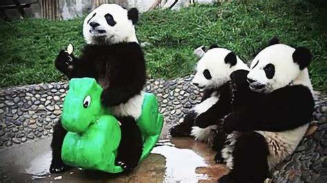 超级搞笑的视频：爆笑熊猫特辑