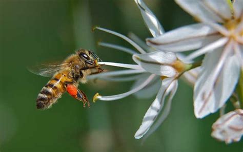 蜜蜂能活多久？蜂王最长能活8年以上，工蜂最短只能活28天！