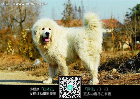 白色藏獒犬摄影图片免费下载_红动中国