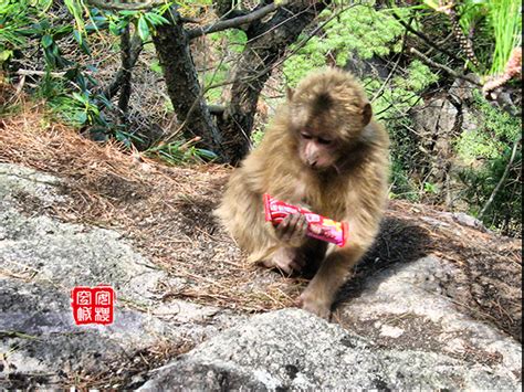 黄山野生猴高清图片下载_红动中国