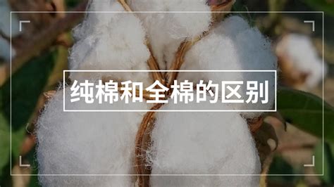 长绒棉是什么?全面解析长绒棉产地、种类、特点和用途_齐家网