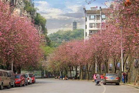 广西柳州紫荆花美翻了，不用出门也能赏花了