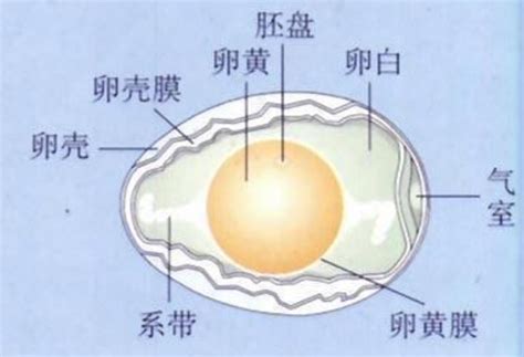 早餐鸡蛋摄影图高清摄影大图-千库网