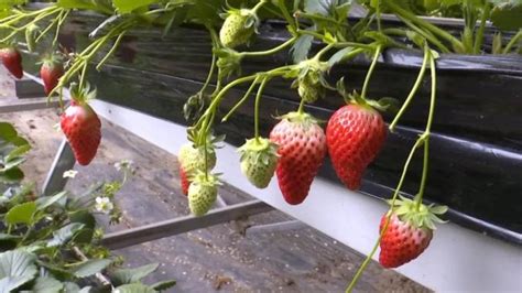 适合草莓采摘园的名字,草莓园起什么名字招财,简单好记的草莓园名字_大山谷图库