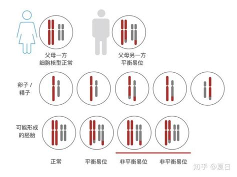怀孕查染色体是什么意思？-香港Zentrogene基因检测中心(香港大Z化验所)【官网】