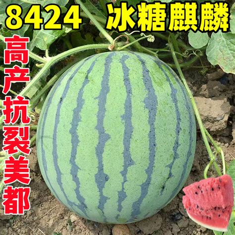 [早佳8424西瓜种子批发]早佳8424西瓜种子 二倍体杂交种 ≥85% 价格58元/盒 - 惠农网