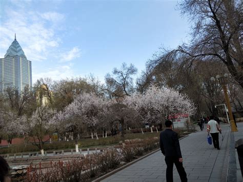 乌鲁木齐：街头满满“中国红” 美丽秋景相映衬 -天山网 - 新疆新闻门户