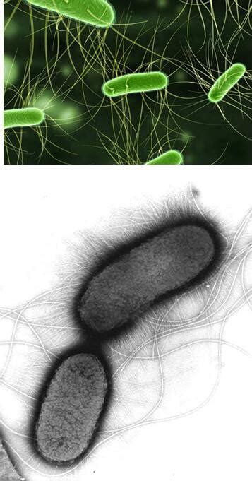从出生到长大，人的肠道菌群经历了怎样的变化？