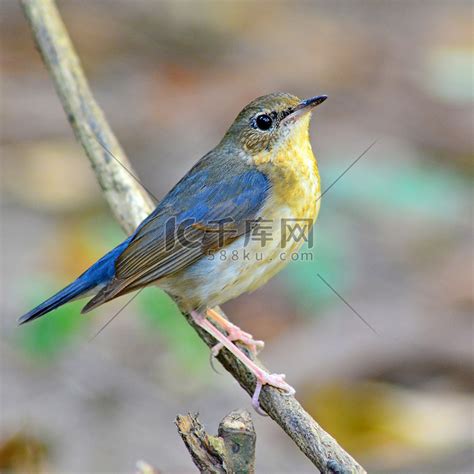 山地蓝知更鸟Muntainbluebird图片