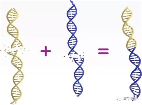 科学网—SNP基因分型 - 邓倩云的博文