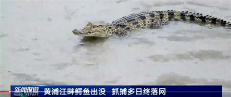 上海黄浦江鳄鱼终于抓到了，连续6天“地毯式”搜寻 - 知乎