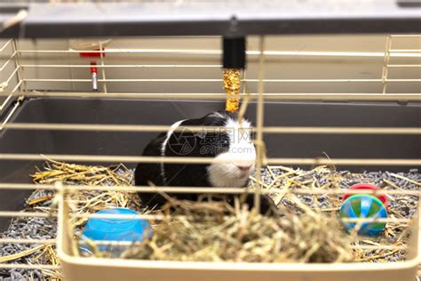 网片笼子diy荷兰猪魔片笼铁丝猫笼兔笼豚鼠组装笼宠物围栏特大号-阿里巴巴