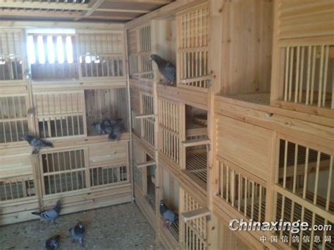 新建的鸽棚-中国信鸽信息网相册