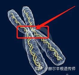 染色体组的特点是什么,一个染色体组中所含染色体有何特点和作用 - 品尚生活网