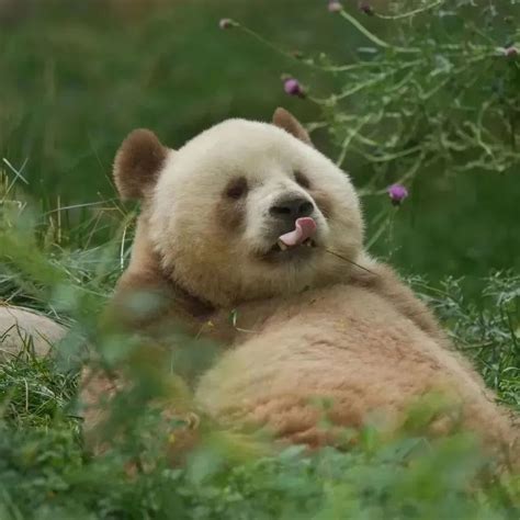 大熊猫七仔图片