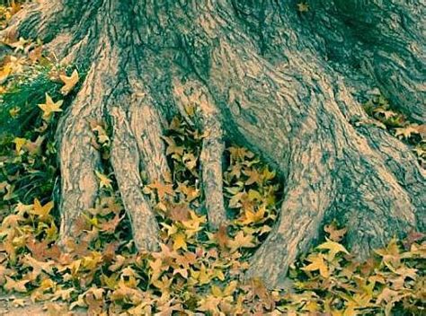 十年树木，百年树人插画图片下载-正版图片400555307-摄图网