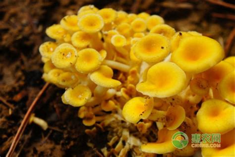 黄金菇图片