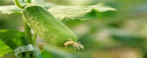 黄瓜从播种到有收获要多久时间-百度经验