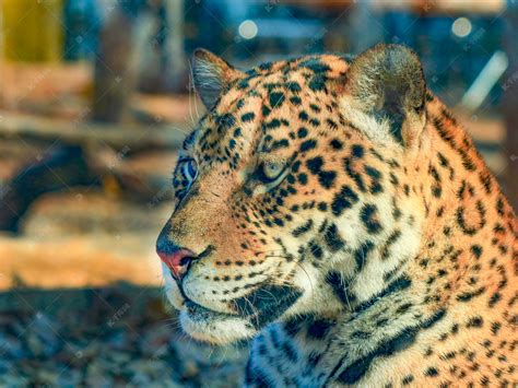 猎豹动物野兽豹子白天猎豹豹子动物园走路摄影图配图高清摄影大图-千库网