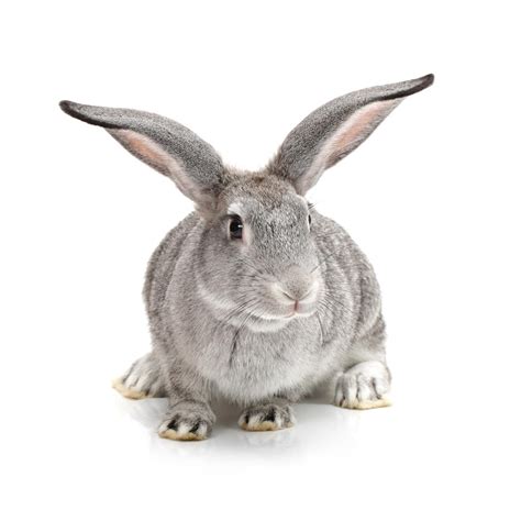 灰兔白色农业野兔荒野宏观灰色耳朵乐趣哺乳动物宠物高清图片下载-正版图片321764499-摄图网