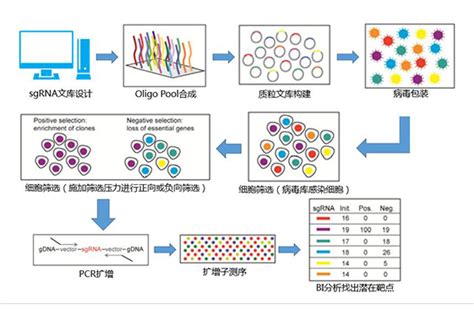 耶鲁大学中国学者开创全基因组激活筛选平台在T细胞中的应用，或将广泛用于其它细胞类型，即将回国入职南大__财经头条