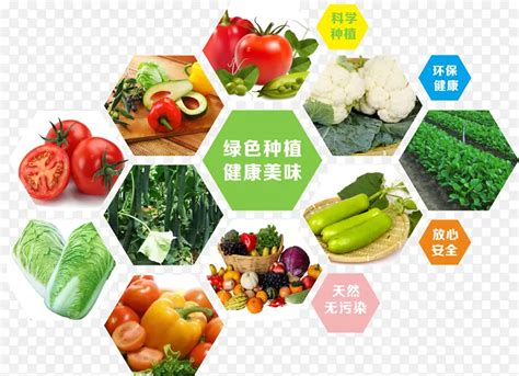 农村合作社蔬菜种植海报元素PNG图片素材下载_图片编号ypkkdzov-免抠素材网