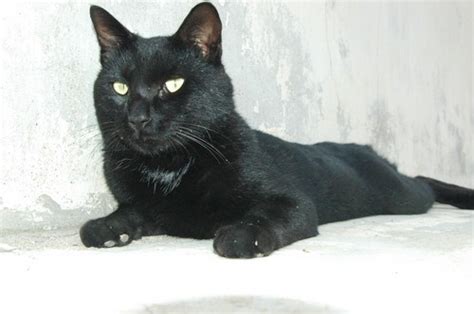 适合黑猫的名字-适合黑猫的名字米多好不如-酷派宠物网