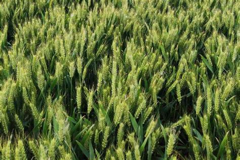 伟隆169小麦品种简介-农百科