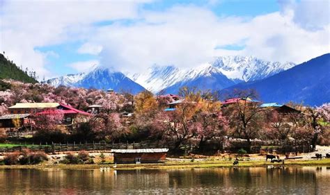 林芝喊你免费看桃花啦！原来西藏的春天在林芝！|西藏|林芝|八一镇_新浪新闻