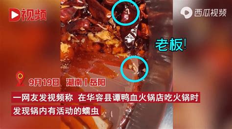 “谭鸭血”锅底再现活虫：四年开店近千家 多地门店曾被曝食安事件_集团