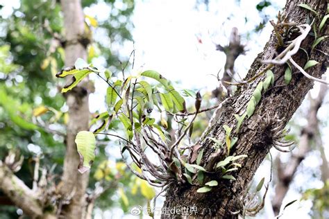 缠绕着寄生植物的小树高清图片下载_红动中国