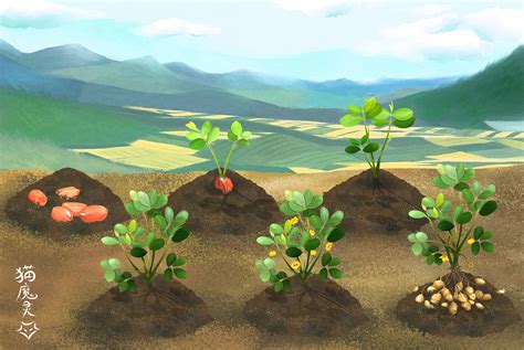 农作物生长周期矢量插画插画图片下载-正版图片306452481-摄图网