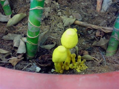 花盆里面张的黄色的蘑菇，见图片，一夜间就长大了，请问有知道这是什么蘑菇的吗？_百度知道
